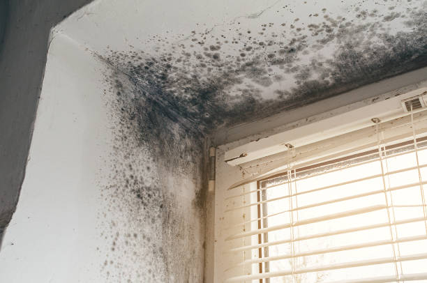 Affordable Mold Remediation solutions in Fort Belvoir, VA