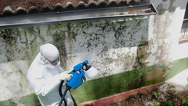 Top rated local Mold Remediation specialists in Fort Belvoir, VA